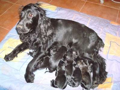 Cocker con sus cachorritos.